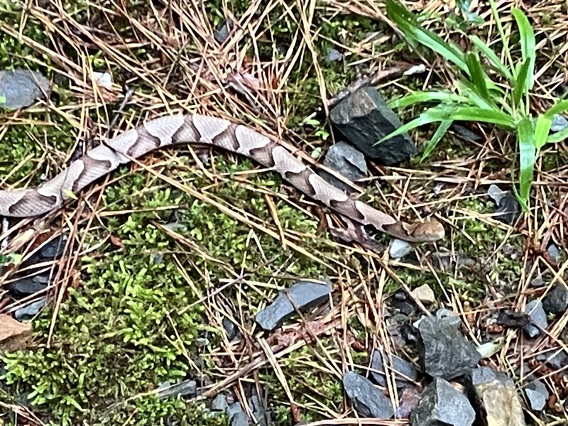 Watch out for Copperheads!