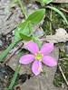 Rosepink (Sabatia angularis).