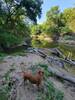 Whiskey enjoyed a swim in the creek!