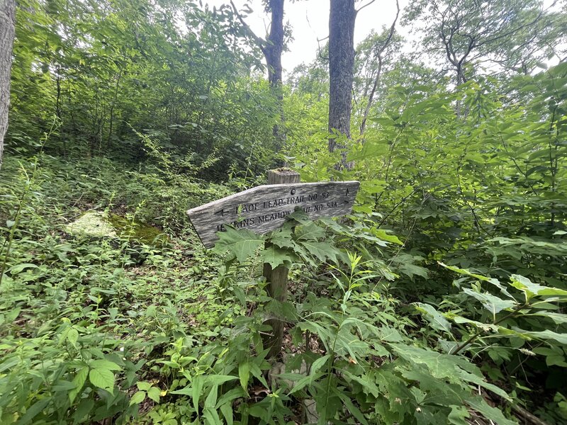 The upper terminus of the Jenkins Meadow Trail (right) with the Haoe Lead Trail (left), just below Jenkins Meadow. Both trails are extremely overgrown.