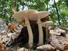 A legion of Destroying Angel Mushrooms.