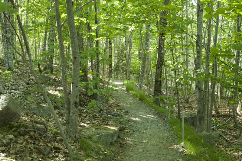 The trail meanders through the woods, underneath the shade of the trees.