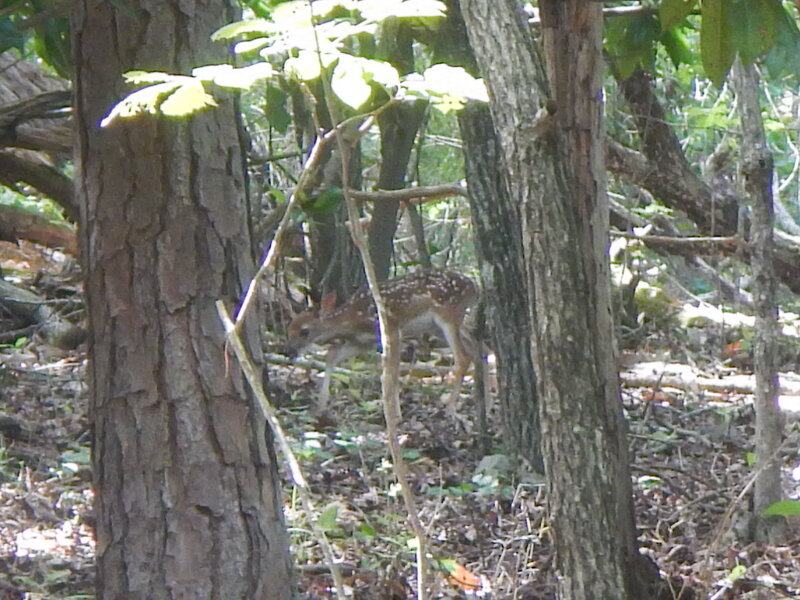 Fawn in the woods.