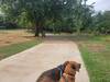 Walking the dogs on the Chisholm Trail east side of Spring Creek.