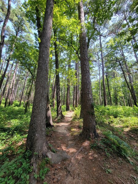 The original CCC trail through the pines is beautiful!