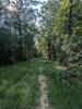 Wooded trail section partially obscured with lots of vegetation.