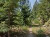 Pretty mixed conifer forest along the lower section of Fault Lake Trail, on a perfect summer day.