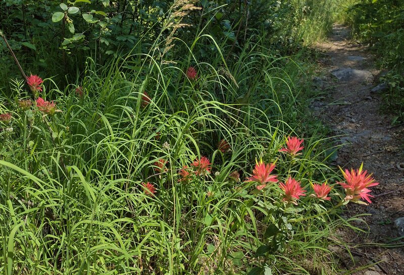 Paintbrush blooming in late July along Fault Lake Trail.