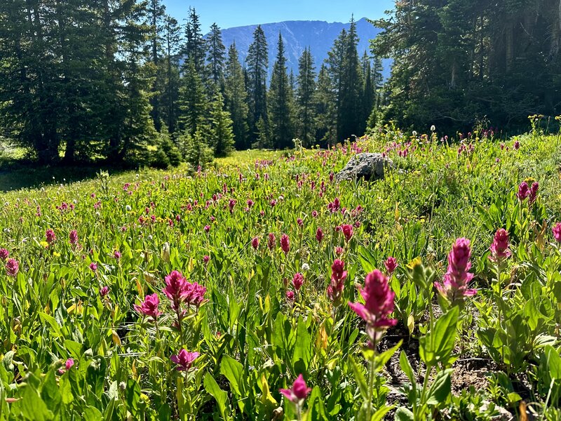 Late July wildflowers.