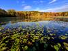 Fall colors at Lone Lake