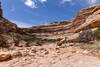 The dry wash of Slickhorn Canyon.