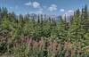 High, rugged mountains to the west, and fireweed, the purple wildflowers, near the Kananaskis Fire Lookout.