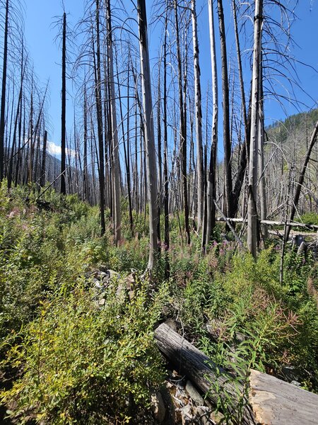 West Fork Fish Creek Trail