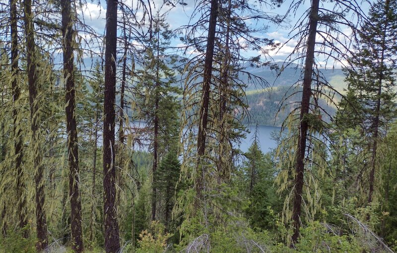 Upper Priest Lake is seen through the trees as Plowboy MountainTrail begins to climb the north side of Plowboy Mountain.