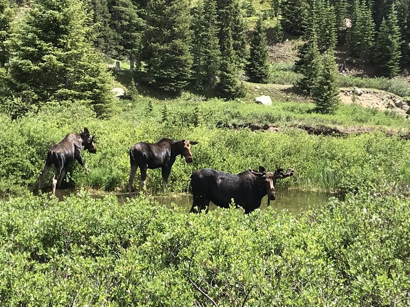 Moose in the willows, Horseshoe Basin