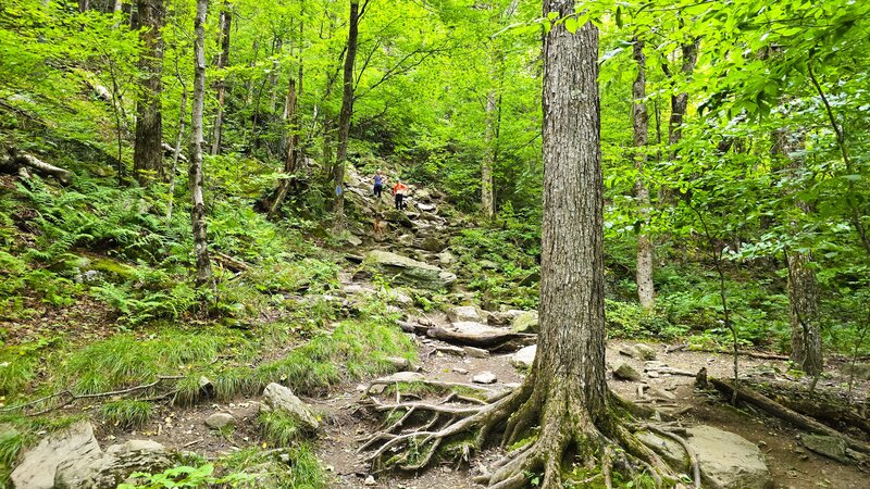 Intersection of Pinnacle Meadow Trail and Stowe Pinnacle Trail.