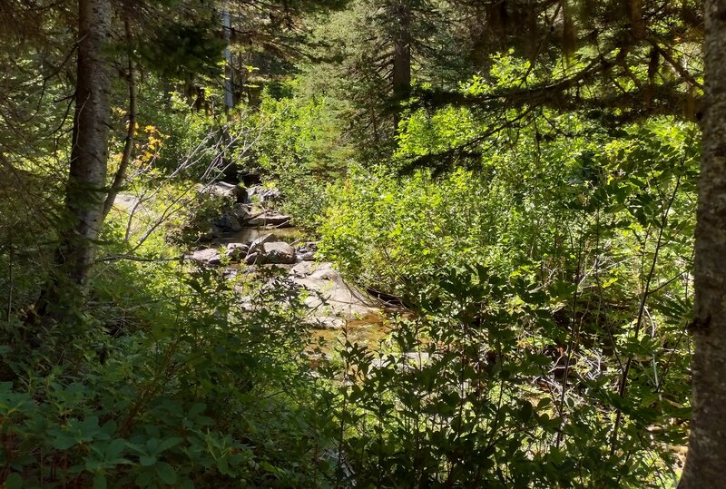 Snow Creek running through the dense, lush undergrowth.