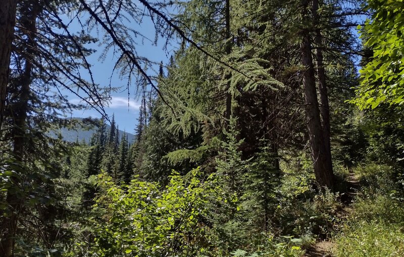 Nice views of nearby mountains come into view through the trees as Bottleneck Lake Trail climbs.