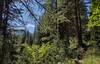 Nice views of nearby mountains come into view through the trees as Bottleneck Lake Trail climbs.