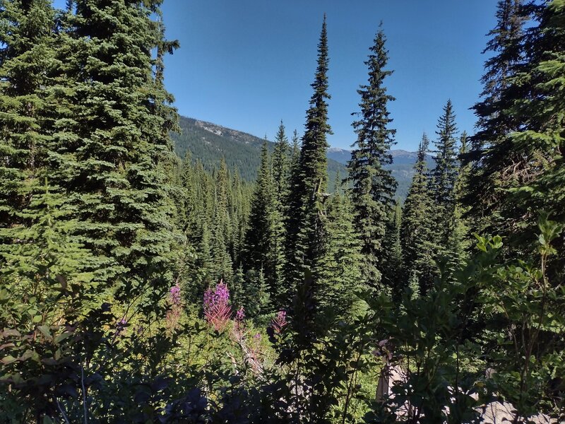 Purple fireweed among the conifers. Views of mountains near and far, as Bottleneck Lake Trail climbs higher.