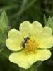 Sweat Bee on Cinquefoil.