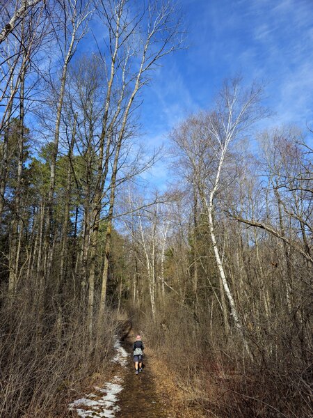 Through a column of birch trees in early spring.