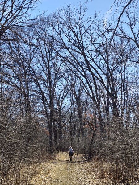 Through a forest along the eastern branch of the Southern Trails.