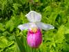 Showy Lady's-slipper Orchid (Minnesota State Flower).