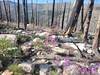 Lower Hourglass trail, post-wildfire (Photo: 31 Aug 24).