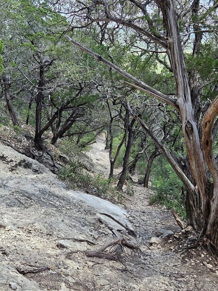 Facing behind, showing the trail you have climbed (at a point before Crystal Cave).