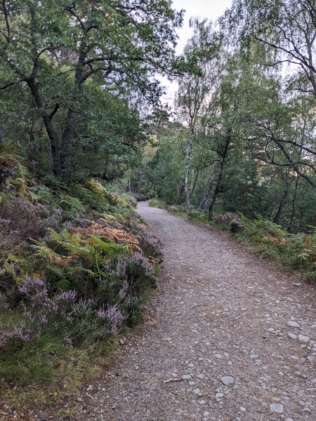 Forest full of purple heather.