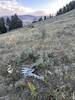 Bears frequent the ridge. Pronghorn carcasses can be seen off the trail. Remember to pack spray.