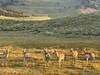 Pronghorns were not a rare sight on the trail.