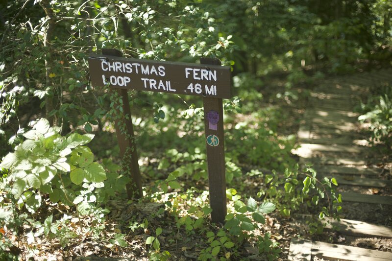 The trail breaks off to the right and descends down a set of beam stairs.