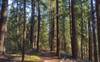 The pretty, mixed conifer forest along Swift Creek Trail.