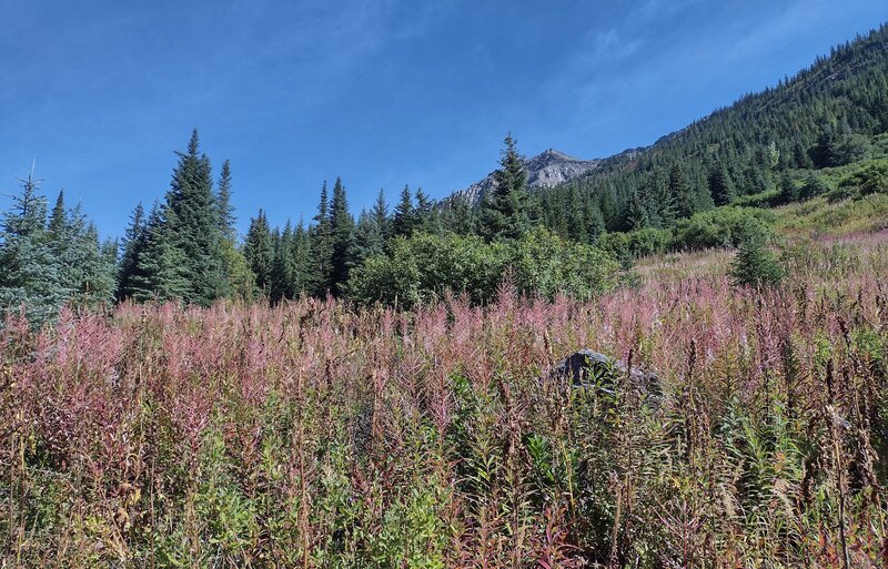 Purple fireweed covers an old avalanche path. An unnamed peak's (upper center right) steep slopes have several avalanche paths down them.