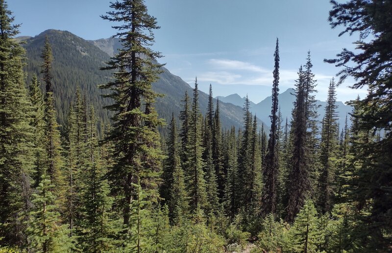 Mountains to the south, are seen through the forest from high on Blueberry Creek Trail.