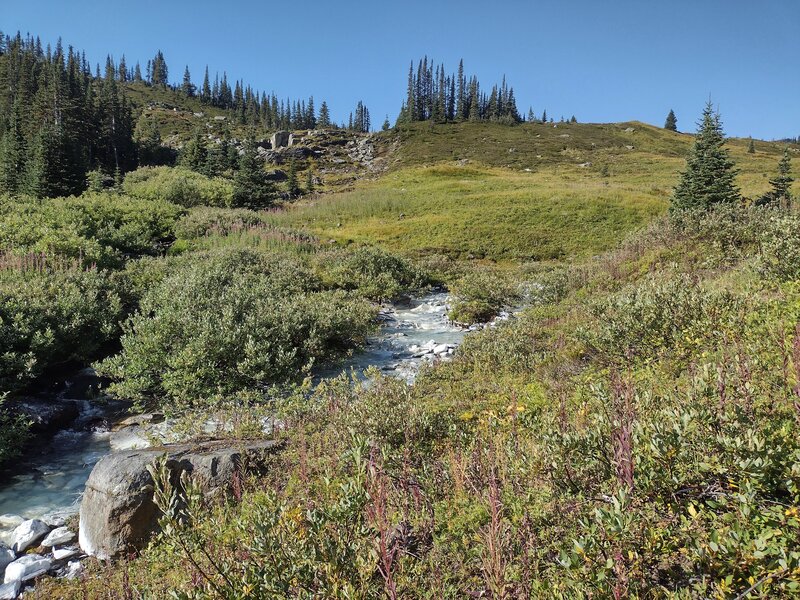 Limestone silt gives a small alpine stream its white color, in the picturesque alpine meadows, with their green grass, bushes, and wildflowers.