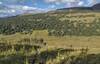 The beautiful high alpine meadows of Shale Pass, the pass between Big Shale Hill and Mt. Talbot, just northeast of Big Shale Hill.