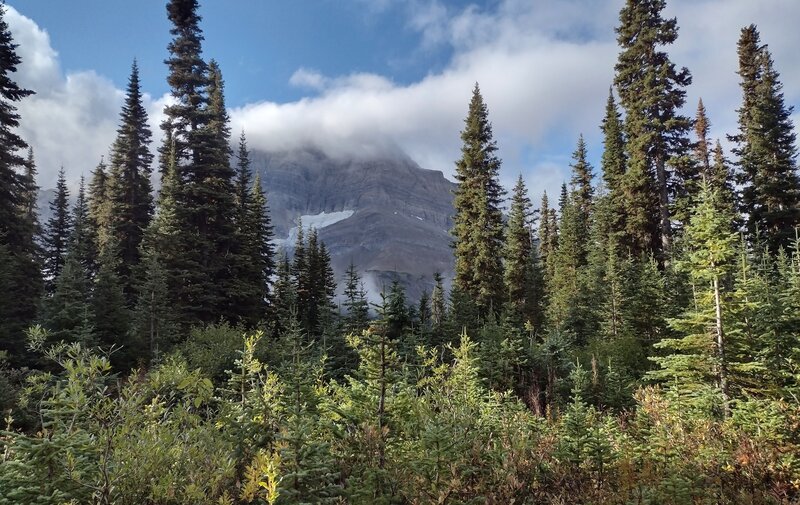 Wishaw Mountain, 8,550 ft., is seen through the dense forest along Walker FSR.