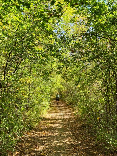 Along the Sumac Trail.