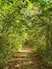 Along the Sumac Trail.