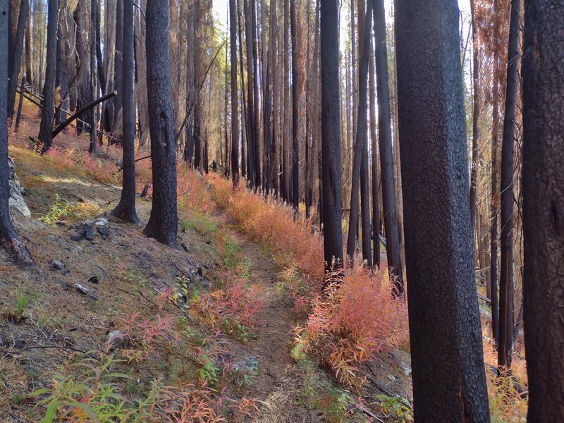 Bright fall foliage along Fisher Peak Trail, is a stark contrast to the black trees left by a recent (2022, two years ago) wildfire.