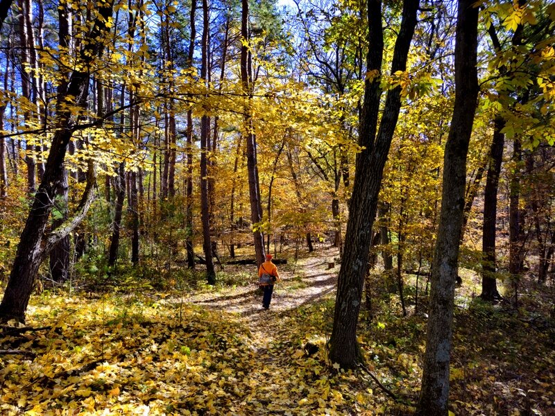 Fall color along the Chisago Loop.