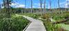 Boardwalk through the Great Marsh.