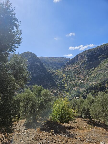 Ancient olive grove