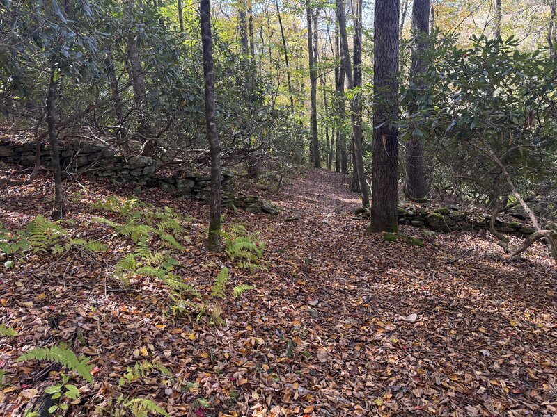 The trail moves through the woods. In the fall, the trail may be covered in leaves.