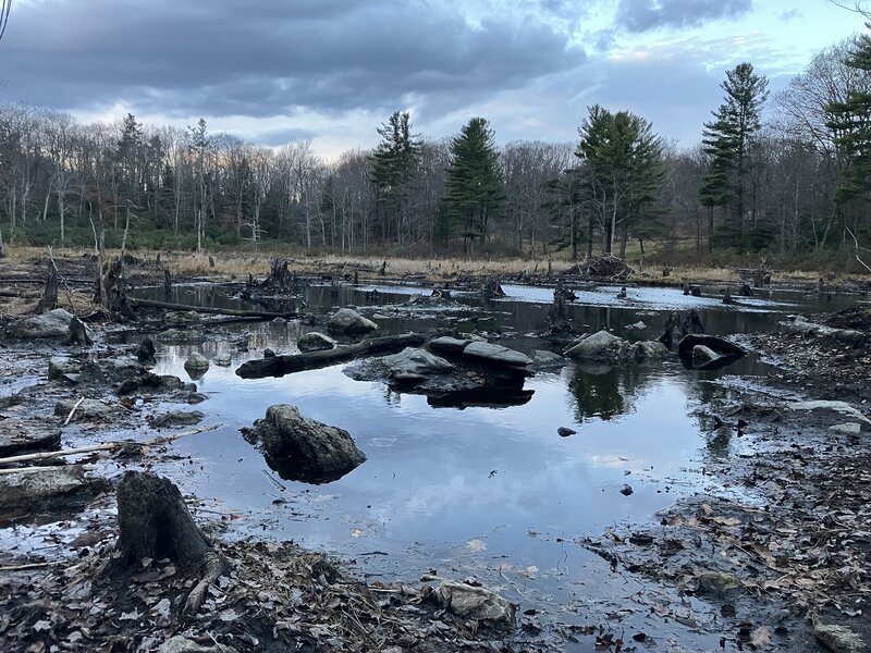 The view of the beaver pond, from the top of the dam.