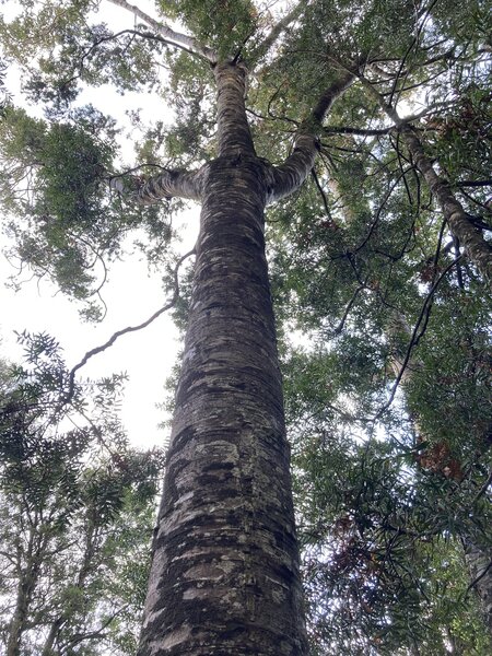 Kauri Tree in Kauri Grove.