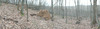 Fallen trees on Brumley Mountain Trail.